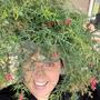 Flowerbasket Afro