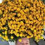 Flowerbasket Afro