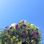 Flowerbasket Afro
